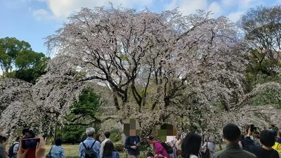 【ちなつ桜編】😄🌸✨