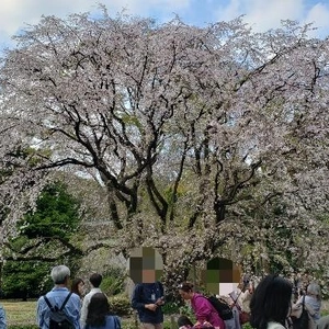 【ちなつ桜編】😄🌸✨