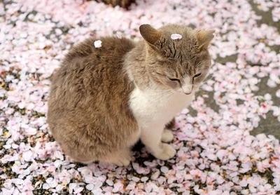 こにゃにゃちわ➰ฅ•ﻌ•ฅ☁️✨