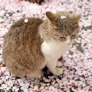 こにゃにゃちわ➰ฅ•ﻌ•ฅ☁️✨