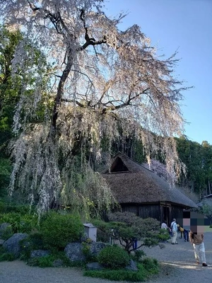 【ちなつ桜編】😄🌸✨