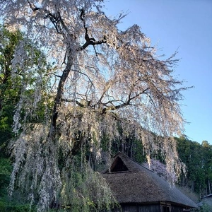 【ちなつ桜編】😄🌸✨