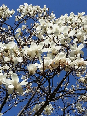 【ちなつモクレン編】😄💠✨