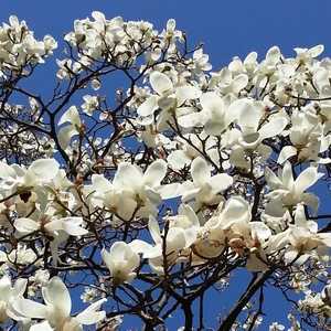 【ちなつモクレン編】😄💠✨