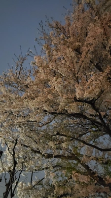 【ちなつ夜桜編】😄🌸✨