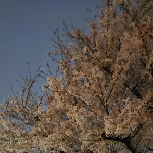 【ちなつ夜桜編】😄🌸✨