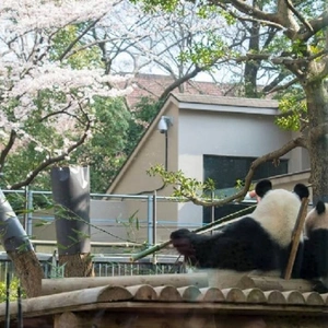 【ちなつ】です😄🐼🌸