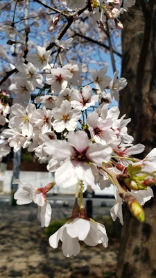 【ちなつ桜編】😄🌸✨