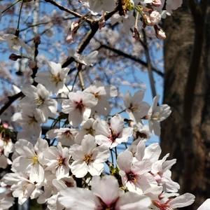 【ちなつ桜編】😄🌸✨