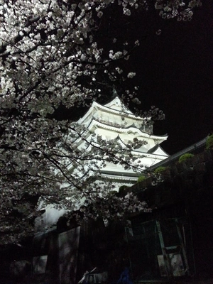 【ちなつ夜桜編】😄🌸✨