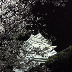 【ちなつ夜桜編】😄🌸✨