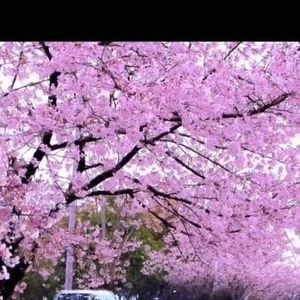 こにゃにゃちわ➰ฅ•ﻌ•ฅ☀️✨