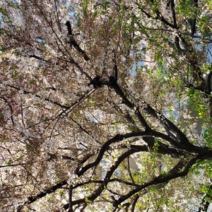 【ちなつ】です😄🌸✨