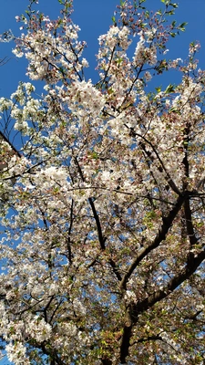 【ちなつ】です😄🌸✨
