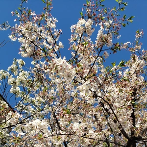 【ちなつ】です😄🌸✨