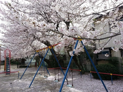 【ちなつ桜編】😄🌸✨