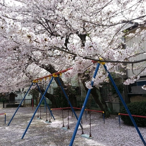 【ちなつ桜編】😄🌸✨