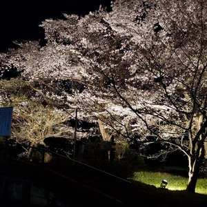 【ちなつ夜桜編】😄🌸✨