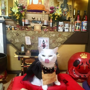 こにゃにゃちわ➰ฅ•ﻌ•ฅ☀️✨