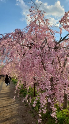 【ちなつ桜編】😄🌸✨