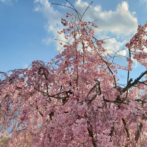 【ちなつ桜編】😄🌸✨
