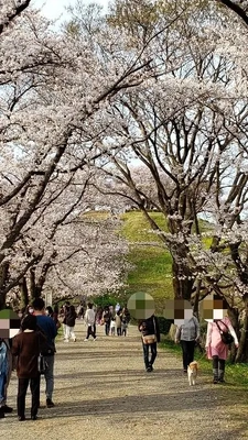【ちなつ桜編】😄🌸✨