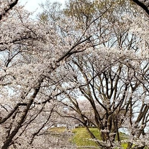 【ちなつ桜編】😄🌸✨