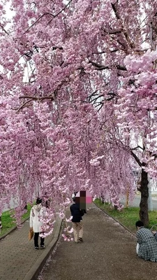 【ちなつ桜編】😄🌸✨