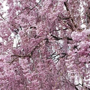 【ちなつ桜編】😄🌸✨