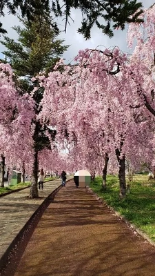 【ちなつ桜編】😄🌸✨