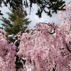 【ちなつ桜編】😄🌸✨