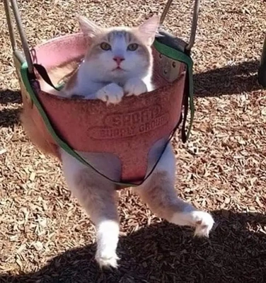 おっはニャン➰ฅ•ﻌ•ฅ☁️