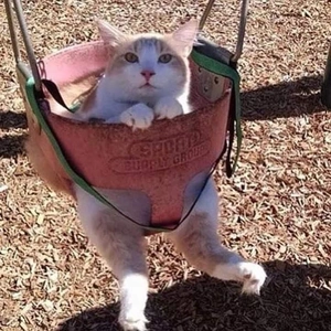 おっはニャン➰ฅ•ﻌ•ฅ☁️