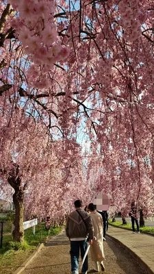 【ちなつ桜編】😄🌸✨