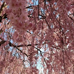 【ちなつ桜編】😄🌸✨