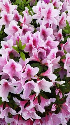 【ちなつツツジ編】😄🌼✨