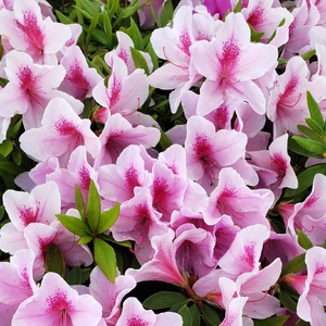 【ちなつツツジ編】😄🌼✨