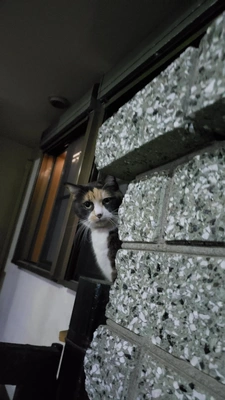 【ちなつ】です😄🐱🌃