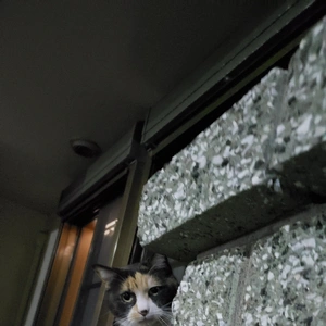 【ちなつ】です😄🐱🌃