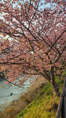 【ちなつ】携帯写真館