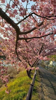 【ちなつ】携帯写真館