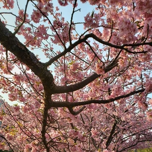 【ちなつ】携帯写真館