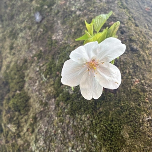 明日出勤します❤️