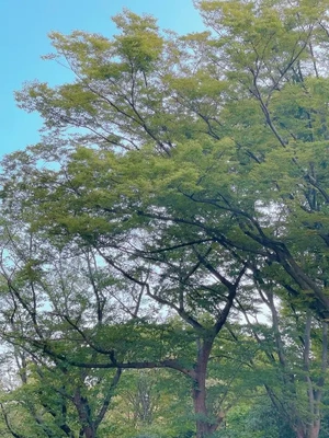 目の癒し