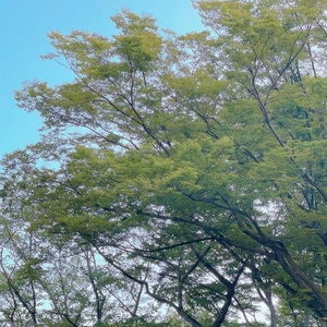 目の癒し