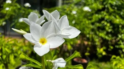出勤予定🗓️