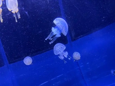 ありがとうございます！