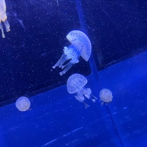 ありがとうございます！