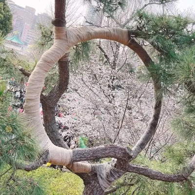 (∩'-'⊂)ｼｭｯ