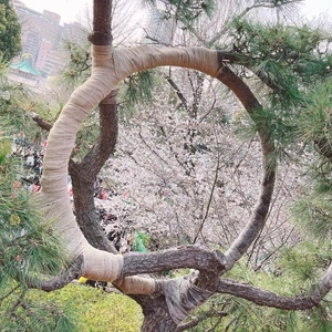 (∩'-'⊂)ｼｭｯ